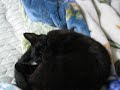 Josie and Nimai on Bed
