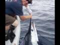 Catching Marlin on a 14 Foot Skiff In California