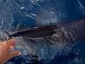 Catching Marlin on a 14 Foot Skiff Off California