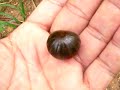 Amazing Creatures Vol.2, No.1 : Roly Poly Chocolate!!