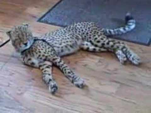 CHEETAH