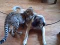 Baby Cheetah and Dog Best Friend