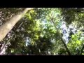 Tiger conservation through camera traps, Mila's story