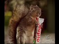 Spot - Duplo - Scoiattolino, so io cosa vuoi Spot - Duplo - Scoiattolino, so io cosa vuoi