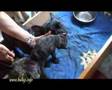 Franz�sische Bulldoggen Welpen 