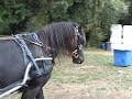 Horse and carriage driving Ride and drive Frisian