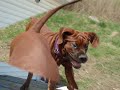 Korean Mastiffs Video 2