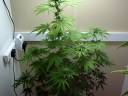 Just uploaded this to try and find out if there looking ok this is my fist closet grow really and not hundred percent sure what there supposed to be looking like.wether ther yellow colour is ok on the leaves and the droopy leaves round the bud on the tall 1. the tall one has been flowering for about 32 days now and the smaller one 25ish days. if you watch this please leave a comment and tell me what am doing wrong or if its looking ok cheers