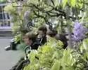 The Beatles - Paperback writter