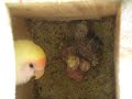 mis agapornis, algunos huidos