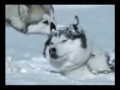 PARA PERRO LOCO JIM