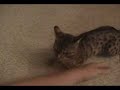 Iris eats some catnip