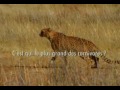 salvando meu tim�o