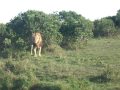 Claudious Tours and Safaris in Masai Mara National Park.AVI