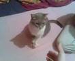 Genesis Cat