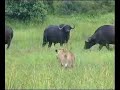 The Lions and Buffalo of Duba Plains
