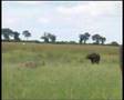 The Lions and Buffalo of Duba Plains