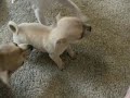 Angry Chihuahua baby