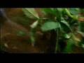 Apocalypto-warriors