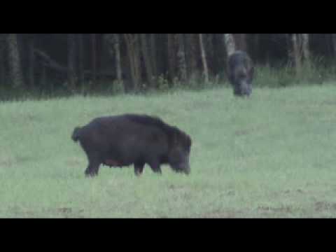 See video
