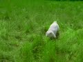 可愛的兔子