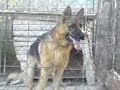 the garman shepheard dogs