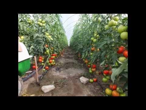 how to fertilize greenhouse tomatoes