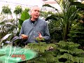Norfolk Island Pine