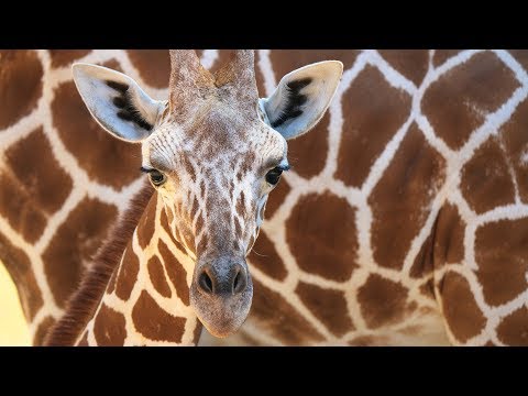 Giraffe born at The Dallas Zoo