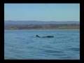 Dolphins and Whales Monterey Bay