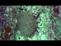 Seychelles Video