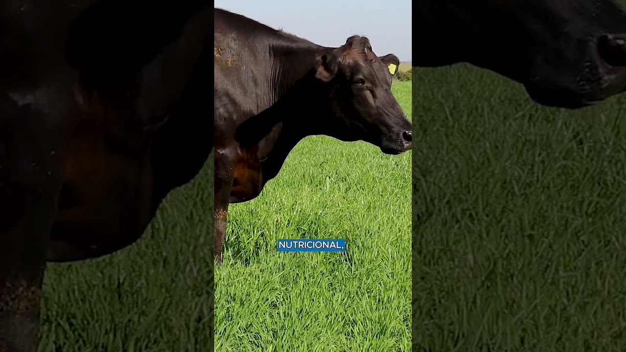 BRS Tarumaxi. O trigo de pastejo prolongado da Embrapa