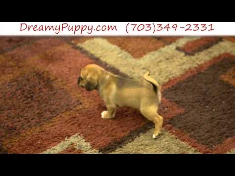 Stunning Puggle Male Puppy 4