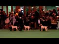 Parson Russell Terrier Crufts 2010 - Open Dog Part 3