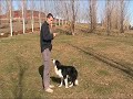 Habilidades Caninas \"Piden Perdón\" Habilidades Caninas \"Piden Perdón\"
