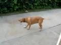 skateboard 026