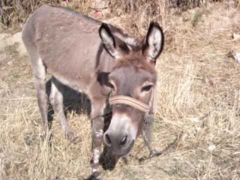 eşek
