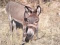 ESEK KIZ ARKADASIYLA HASRET DOLU AGLAMAKLI KONUSURSA; Donkey Phones his girlfriend