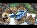 Arizona Wildlife World Zoo & Aquarium - The Wet Side