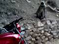 videos de bodh gaya