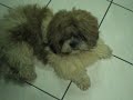 My Dog's Funny Sleeping Position
