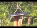Calling Swiftlet - GEM - www.gem.tl.my