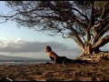 sun salutations with patanjali http://www.yogacards.com