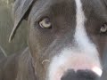 Chico The Charming Shelter Pit bull Pup -RESCUED!