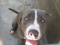Chico The Charming Shelter Pit bull Pup -RESCUED!