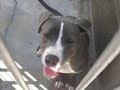 Chico The Charming Shelter Pit bull Pup -RESCUED!