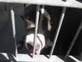 Chico The Charming Shelter Pit bull Pup -RESCUED!