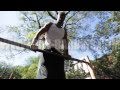Bar-barians '11 - Zef - - Muscle ups - Pull-ups