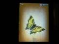 ku990 viewty theme butterfly
