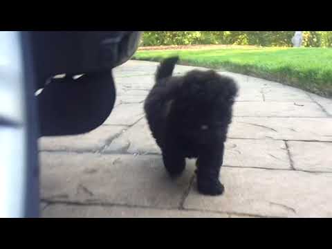 Meet Bella Luna. This 1.2 lb baby is an adorable show quality bred MaltiPoo